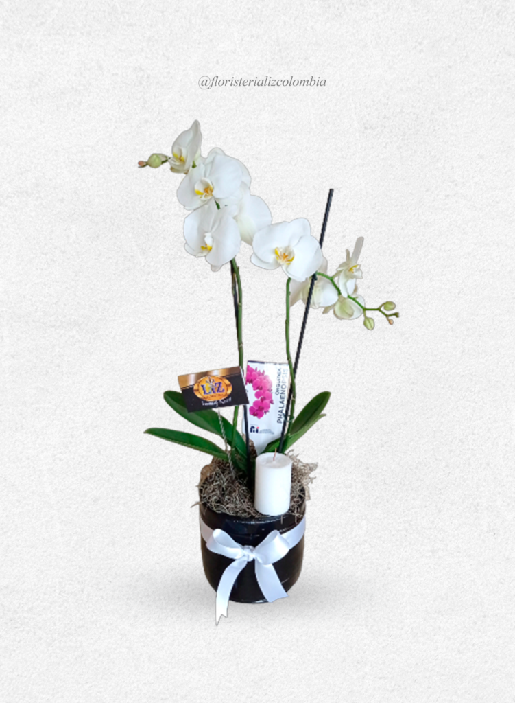 Condolencias Planta Orquídea