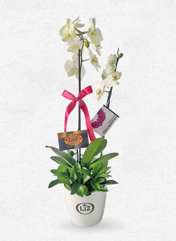 Planta de Orquídea